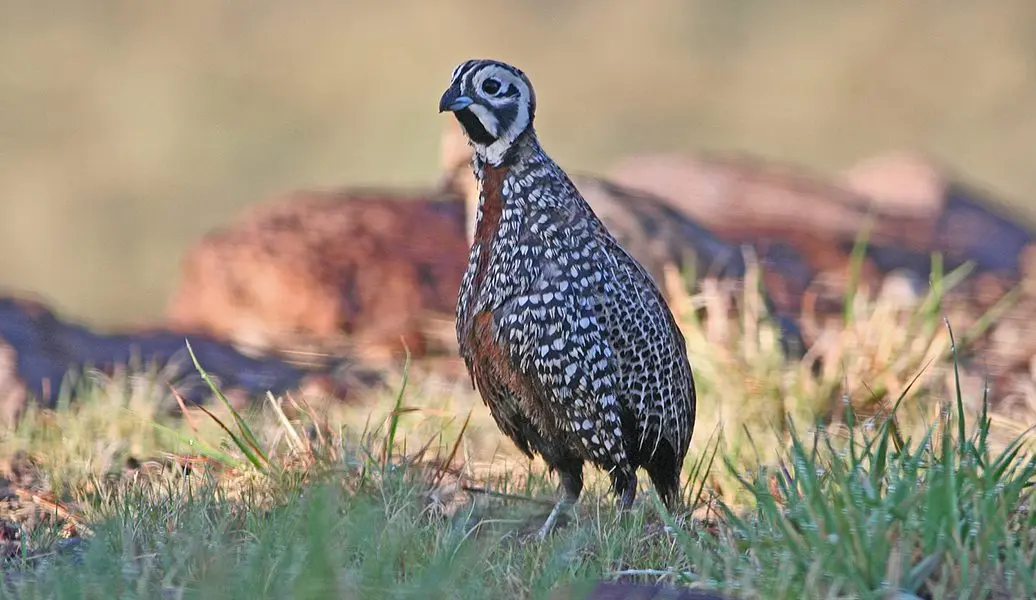 Montezuma Quail